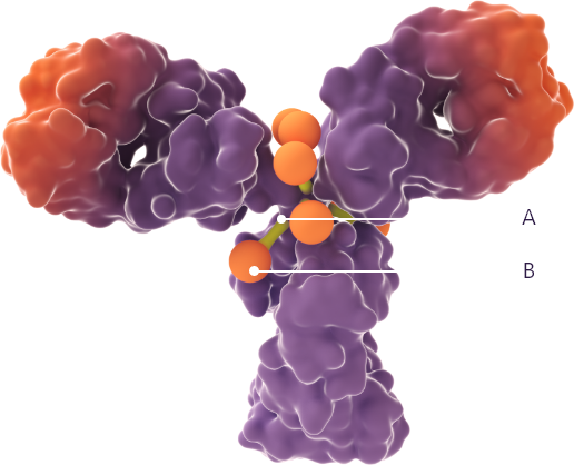 3D molecular structure of Enhertu, showing mechanism of action