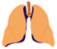 Image of orange lungs for Grade 2 interstitial lung disease