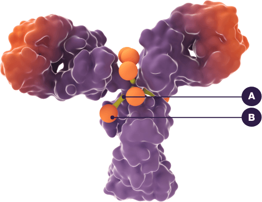 3D molecular structure of Enhertu, showing mechanism of action